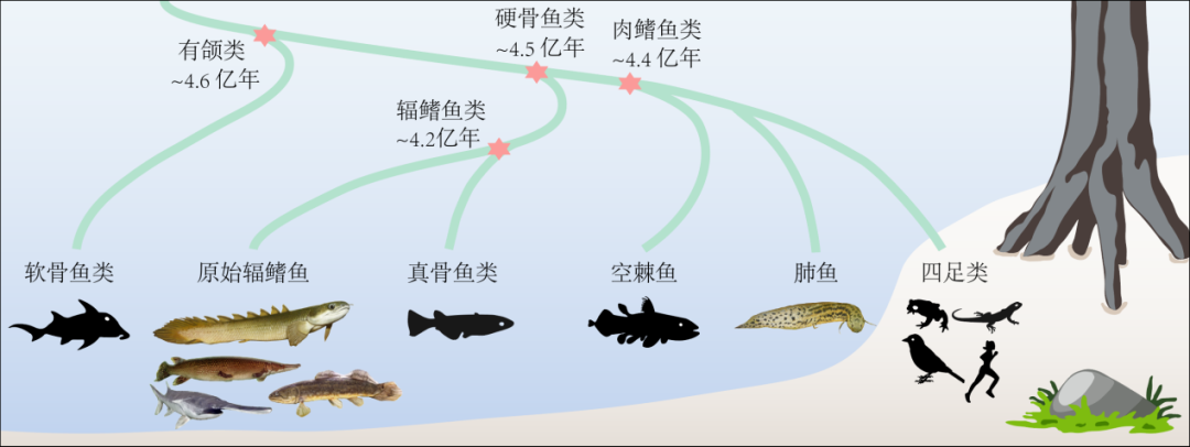 肺鱼和四足动物属于肉鳍鱼类,肉鳍鱼类和辐鳍鱼类(常见的各种鱼)一起